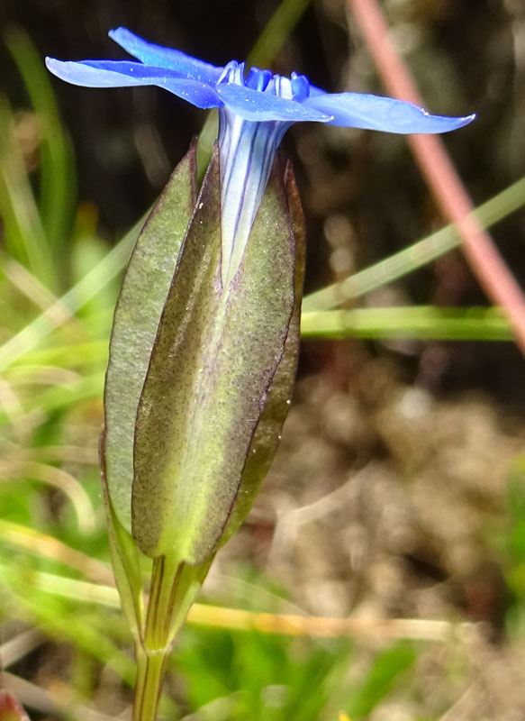 Gentiana utriculosa / Genziana alata